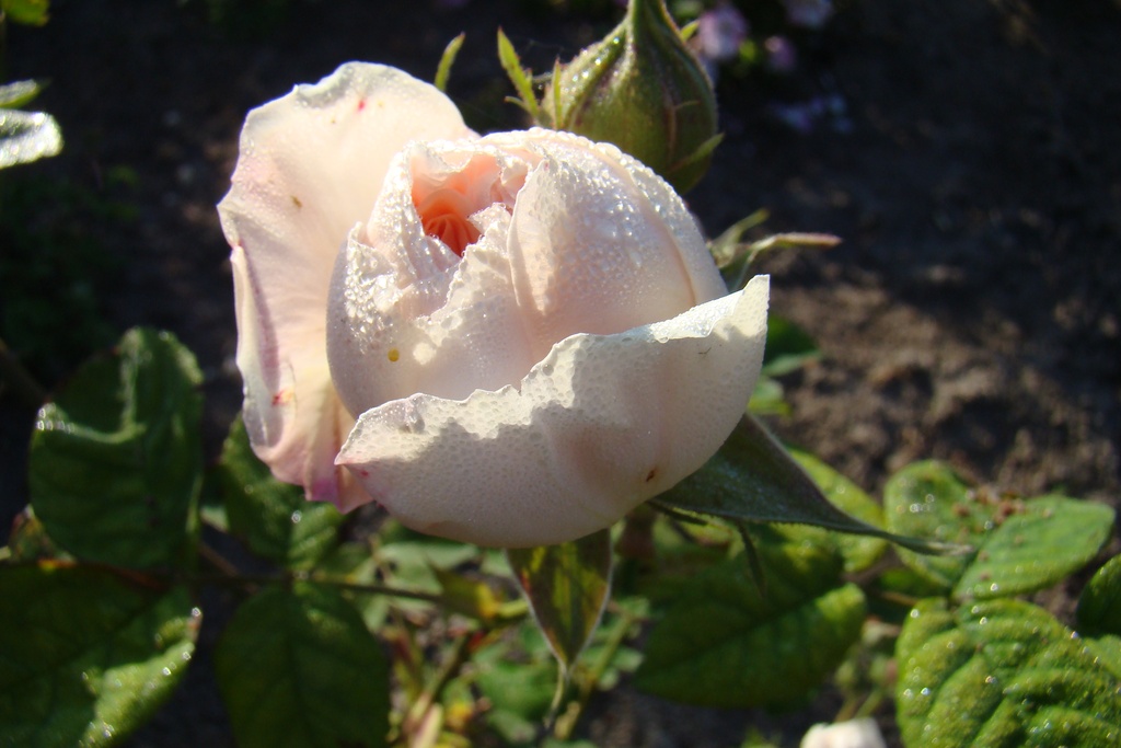Belle de Terre Franche
