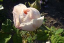 Belle de Terre Franche