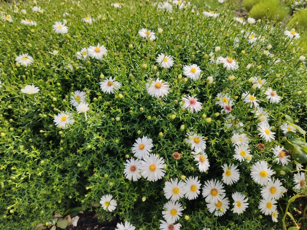 Aster dumosus 'Niobe'