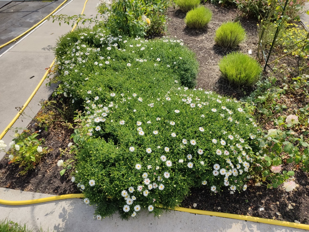 Aster dumosus 'Niobe'