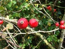 R. tomentosa