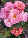 Finn's Rose