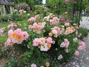 Rose of Hope