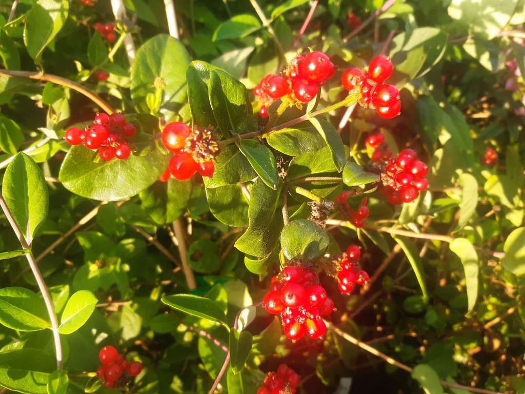 Lonicera periclymenum 'Graham Thomas'