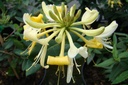 Lonicera periclymenum 'Graham Thomas'