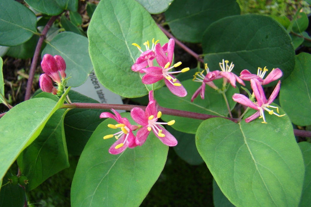 Lonicera tatarica 'Hack's Red' | Lens Roses