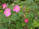 R. pendulina 'Harstad'