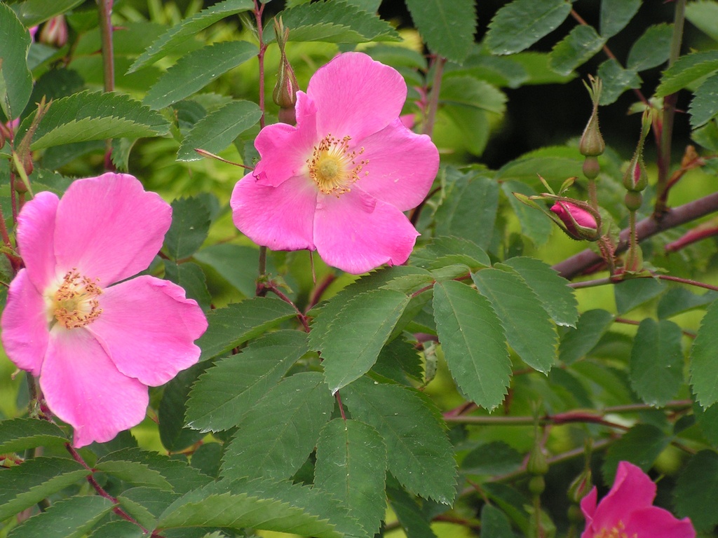 R. pendulina 'Harstad' | Lens Roses