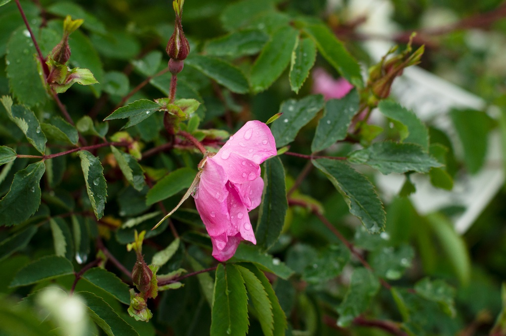 R. pendulina 'Harstad'
