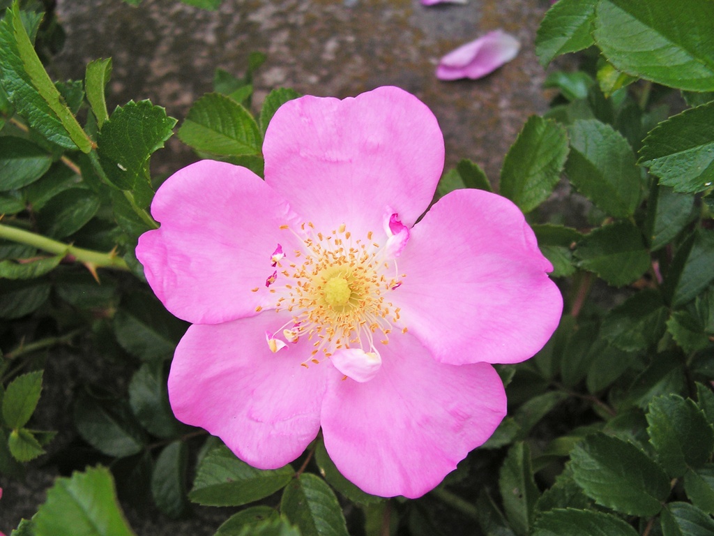 R. pendulina 'Harstad'