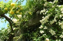 R. banksiae banksiae