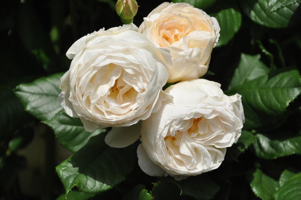 Uetersener Klosterrose
