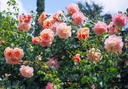 Peach Melba