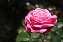 Wildberry