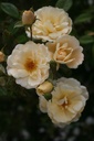 Machera