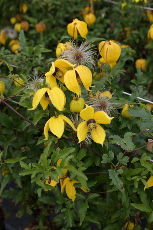 Clematis tangutica 'Bill MacKenzie'