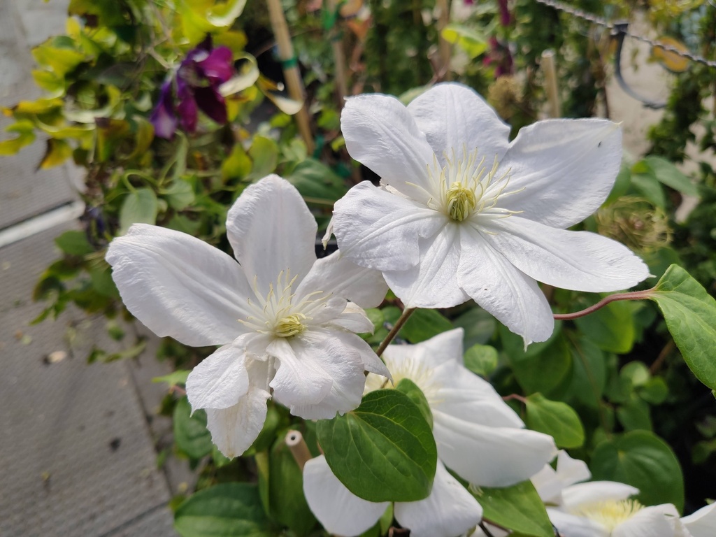 Clematis 'Mme Le Coultre'