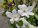 Clematis 'Mme Le Coultre'