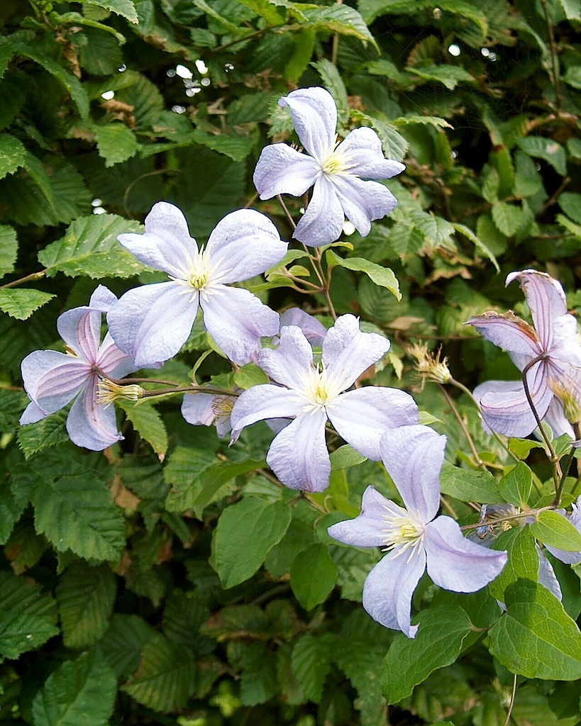 Clematis 'Prince Charles'