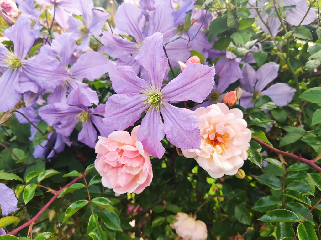 Clematis 'Prince Charles'
