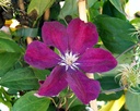 Clematis 'Rouge Cardinal'