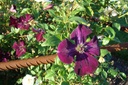 Clematis 'Royal Velours'