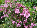 Clematis diversifolia 'Aljonushka'
