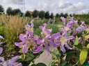 Clematis diversifolia 'East River'