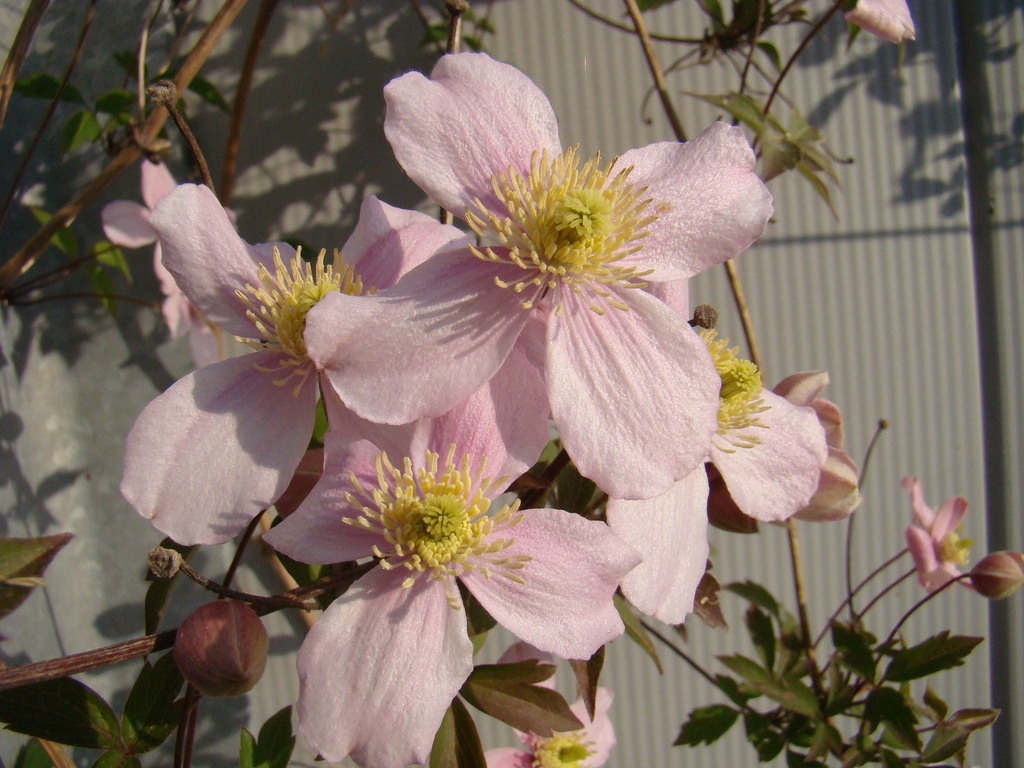 Clematis montana 'Rubens'