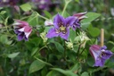 Clematis texensis 'Prince William'