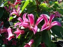 Clematis texensis 'Princess Diana'