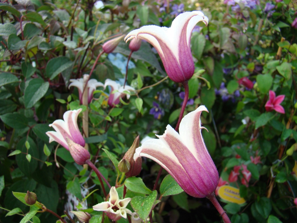 Clematis texensis 'Princess Kate'