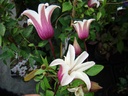 Clematis texensis 'Princess Kate'