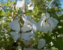 Clematis viticella 'Alba Luxurians'