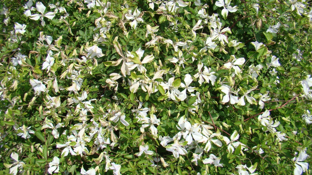 Clematis viticella 'Alba Luxurians'