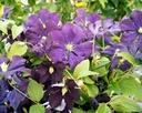 Clematis viticella 'Etoile Violette'