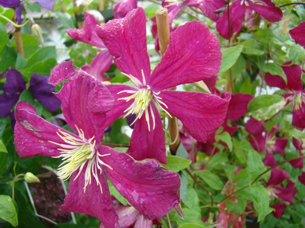 Clematis viticella 'Mme Julia Correvon'