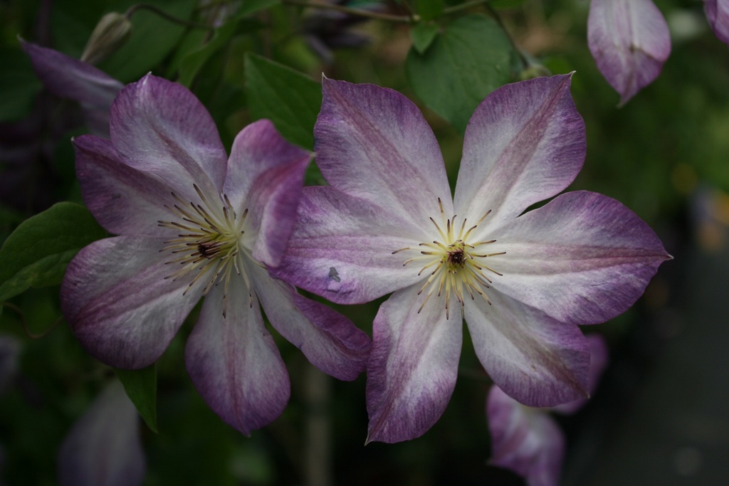 Clematis viticella 'Pernille'