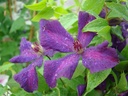 Clematis viticella 'Polish Spirit'