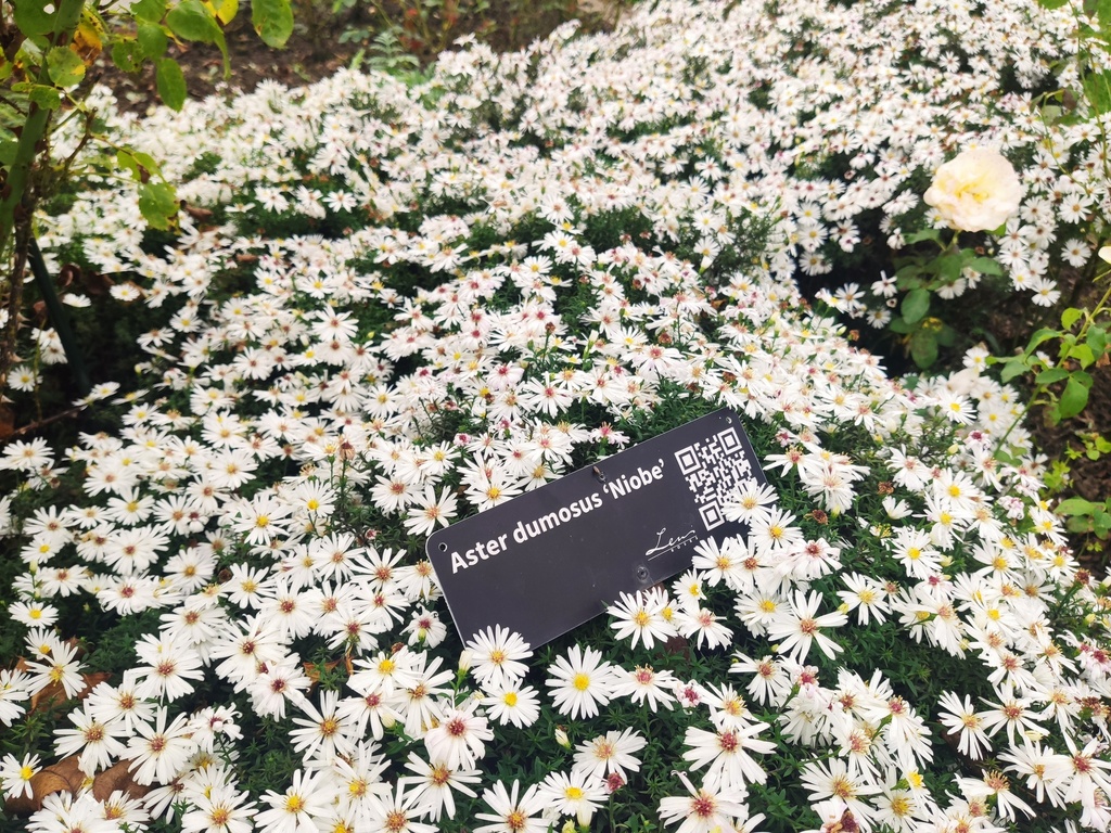 Aster dumosus 'Niobe'