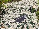 Aster dumosus 'Niobe'