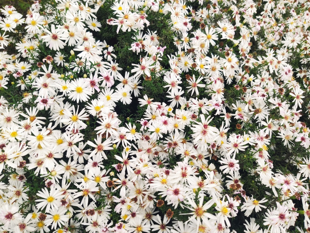 Aster dumosus 'Niobe'