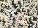 Aster dumosus 'Niobe'