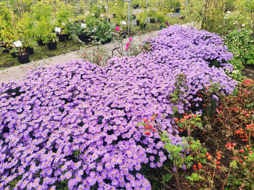 Aster dumosus 'Prof. Anton Kippenberg'