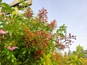 R. multiflora adenochaeta