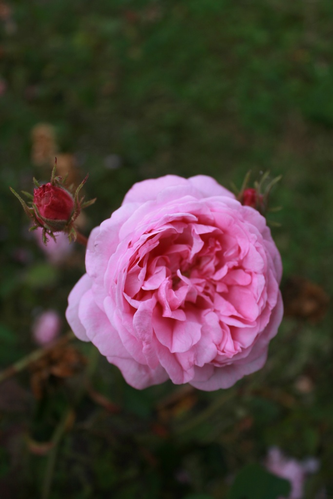 R. centifolia major