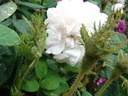 R. centifolia muscosa alba