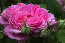 Rose de Meaux