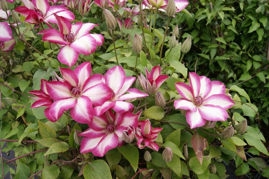 Clematis 'Picotée'