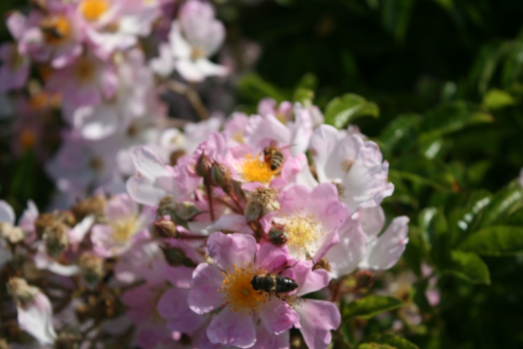 R. multiflora adenochaeta